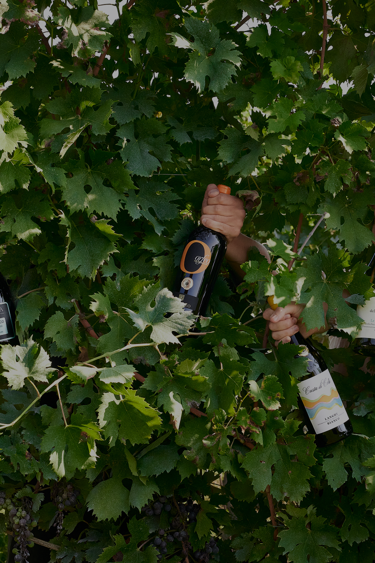 vendemmia-2-x-1